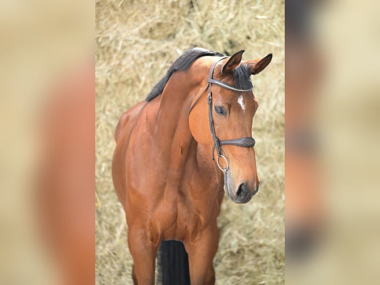 KWPN Mare 8 years 16,2 hh Bay in Bladel