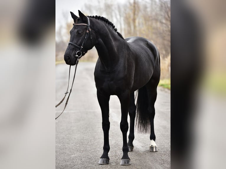 KWPN Mare 8 years 16,2 hh Black in Kossuth Lajos 19
