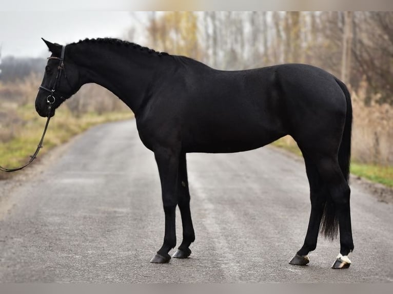 KWPN Mare 8 years 16,2 hh Black in Kossuth Lajos 19