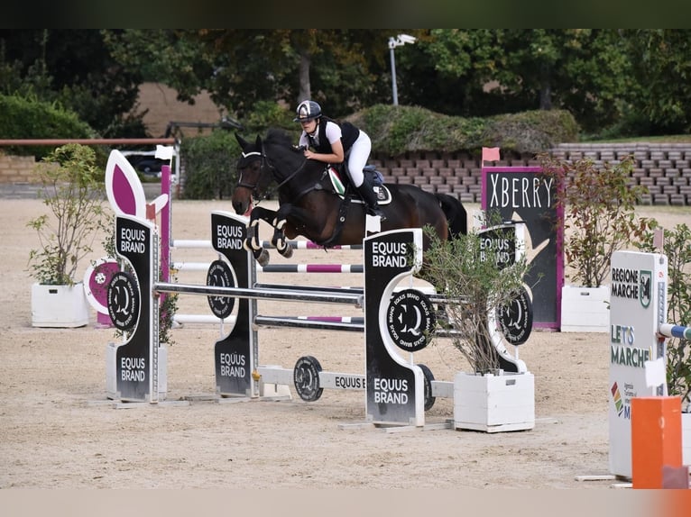 KWPN Mare 8 years 16,2 hh Black in Chieti