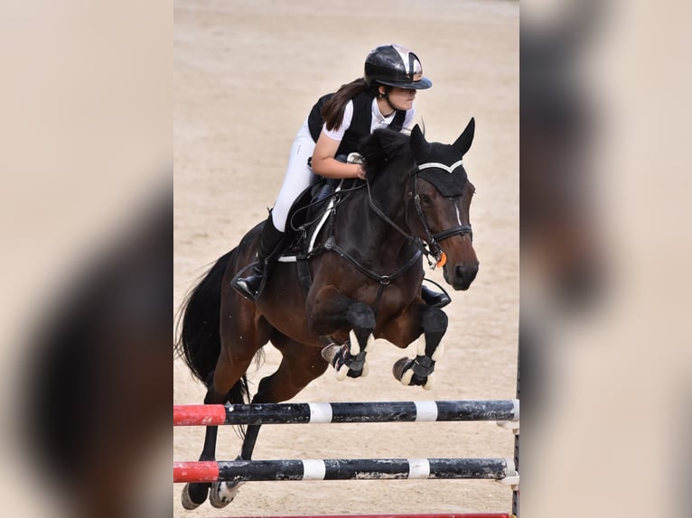 KWPN Mare 8 years 16,2 hh Black in Chieti