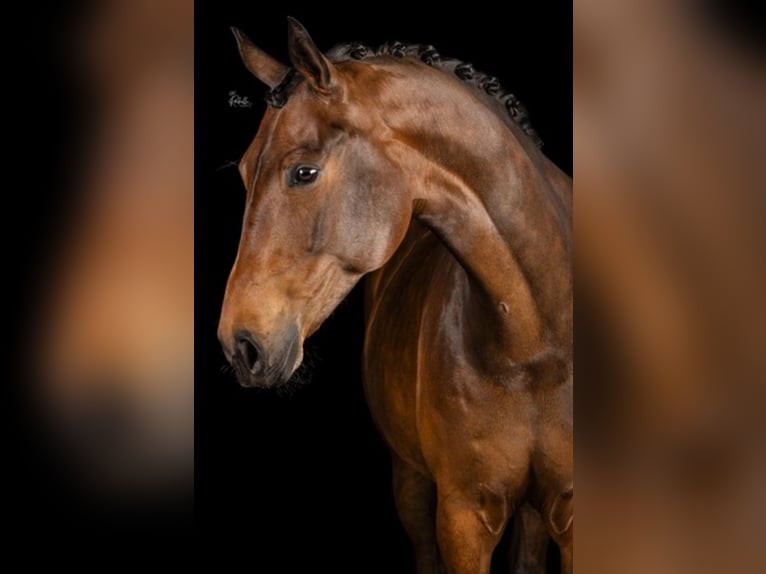KWPN Mare 8 years 16,2 hh Brown in Zevenbergen
