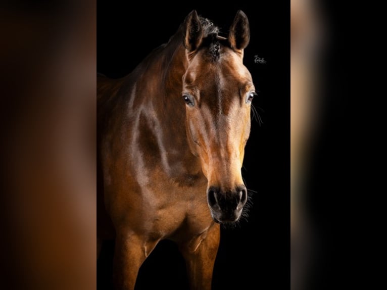 KWPN Mare 8 years 16,2 hh Brown in Zevenbergen