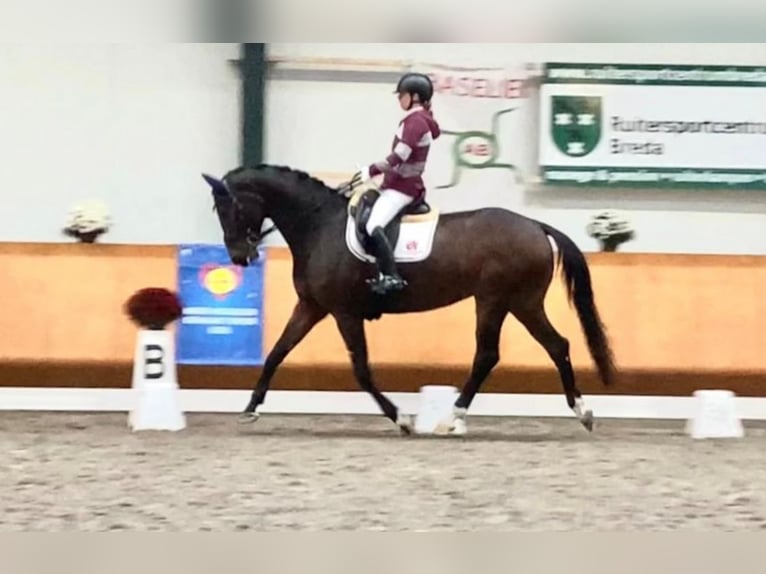 KWPN Mare 8 years 16,2 hh Brown in Zevenbergen