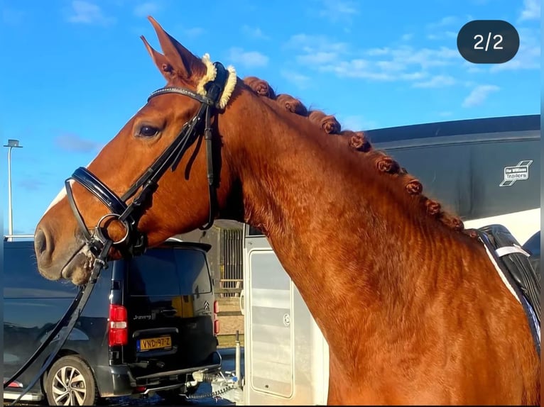KWPN Mare 8 years 16,2 hh Chestnut-Red in Rijnsburg
