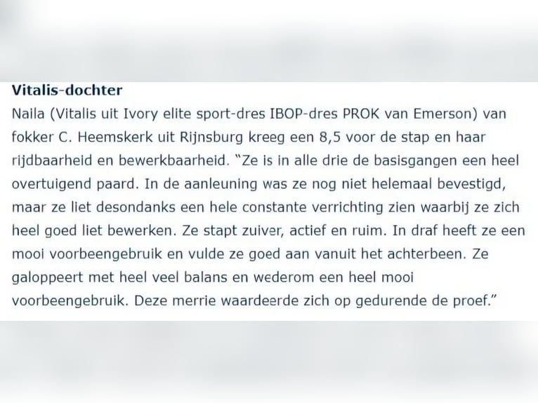 KWPN Mare 8 years 16,2 hh Chestnut-Red in Rijnsburg