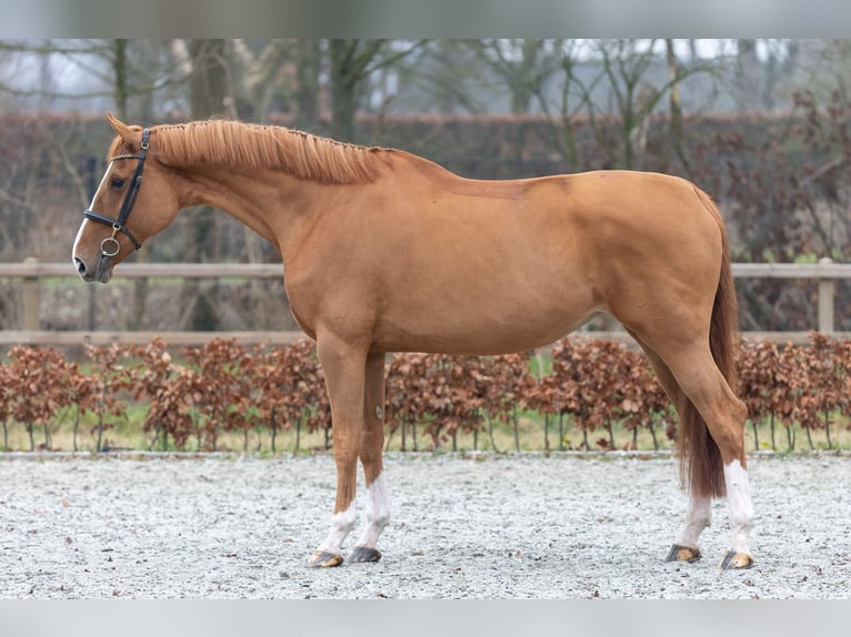 KWPN Mare 8 years 16,2 hh Chestnut-Red in Hoogeloon
