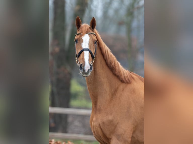 KWPN Mare 8 years 16,2 hh Chestnut-Red in Hoogeloon