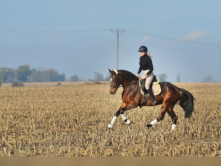 KWPN Mare 8 years 16,2 hh Chestnut in radziejów