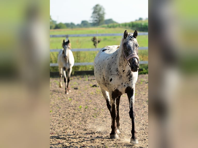 KWPN Mare 8 years 16,2 hh Chestnut in radziejów