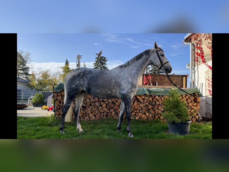 KWPN Mare 8 years 16,2 hh Gray in Naunhof