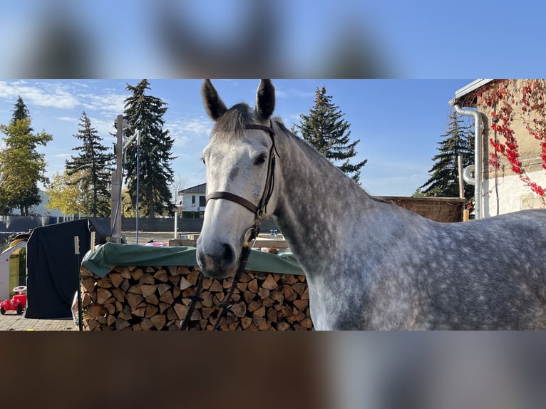 KWPN Mare 8 years 16,2 hh Gray in Naunhof