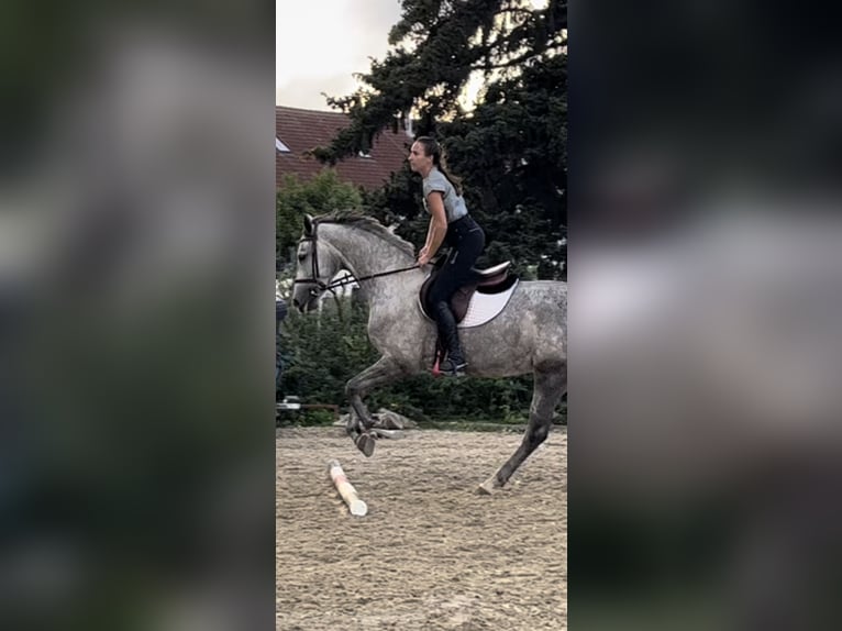 KWPN Mare 8 years 16,2 hh Gray in Naunhof