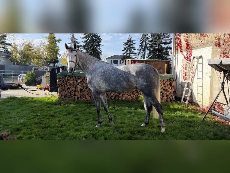 KWPN Mare 8 years 16,2 hh Gray in Naunhof