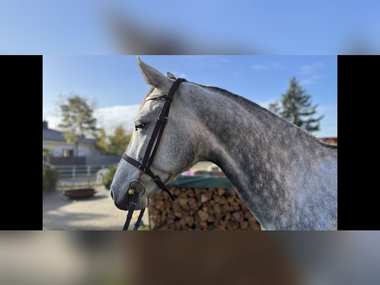 KWPN Mare 8 years 16,2 hh Gray in Naunhof