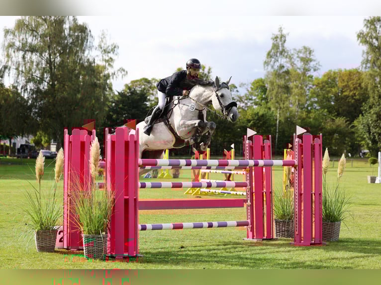 KWPN Mare 8 years 16,2 hh Gray in L&#xFC;beckL&#xFC;beck