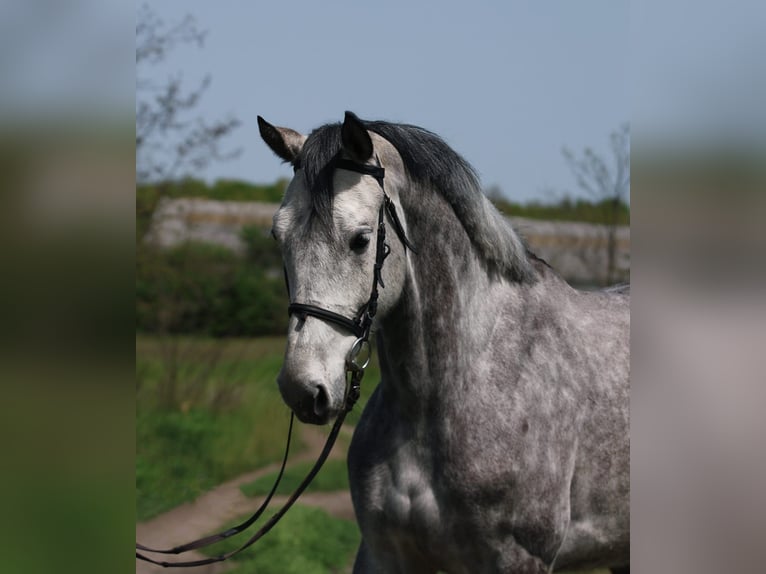 KWPN Mare 8 years 16,2 hh Grey in Beelitz