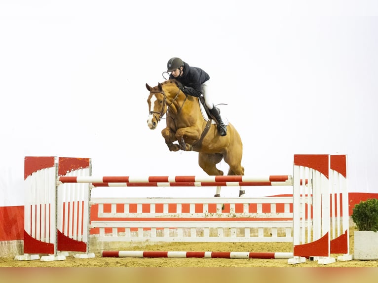 KWPN Mare 8 years 16,2 hh  in Waddinxveen