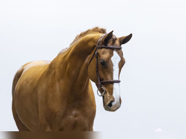 KWPN Mare 8 years 16,2 hh  in Waddinxveen