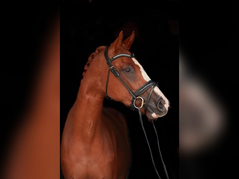 KWPN Mare 8 years 16,2 hh Sorrel in Mechelen