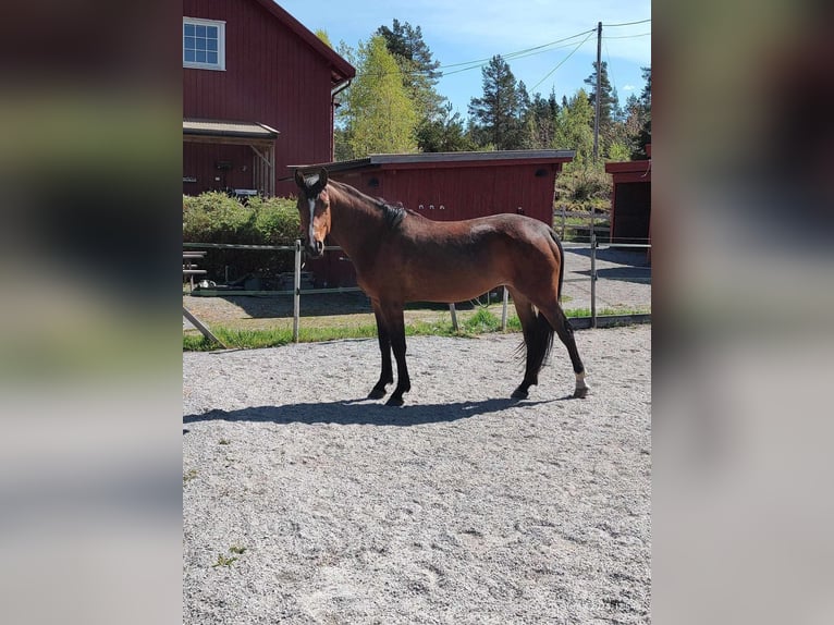 KWPN Mare 8 years 16,2 hh Sorrel in Mechelen
