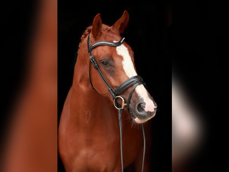 KWPN Mare 8 years 16,2 hh Sorrel in Mechelen