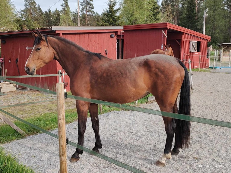 KWPN Mare 8 years 16,2 hh Sorrel in Mechelen