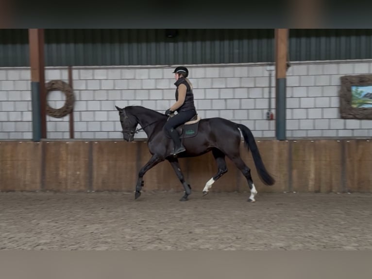 KWPN Mare 8 years 16,3 hh Black in Oud Gastel