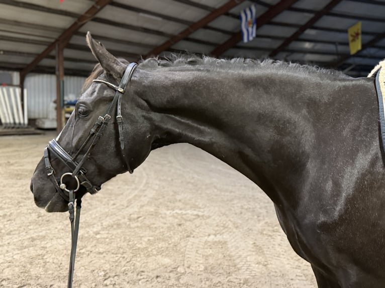 KWPN Mare 8 years 16,3 hh Black in Oud Gastel