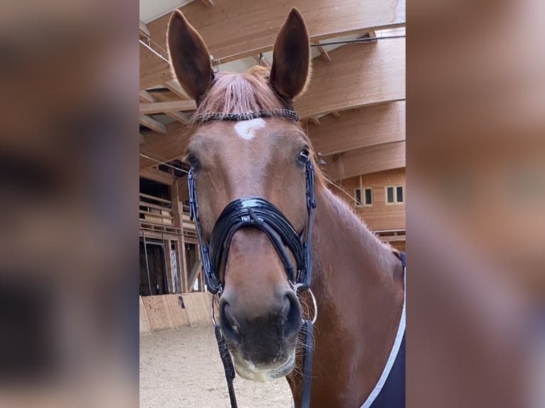 KWPN Mare 8 years 17.1 hh Chestnut-Red in Wals