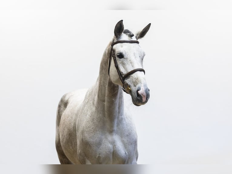 KWPN Mare 8 years 17.1 hh  in Waddinxveen