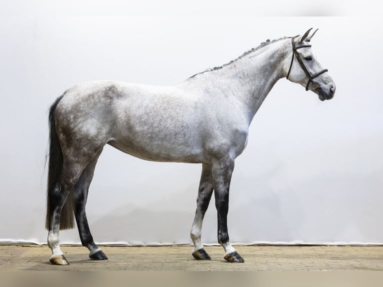 KWPN Mare 8 years 17.1 hh  in Waddinxveen