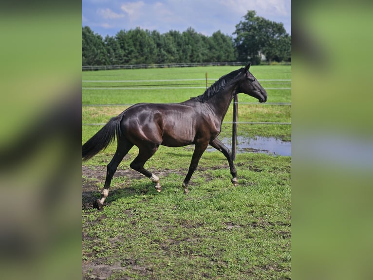 KWPN Mare 8 years 17 hh Bay-Dark in Beek en Donk