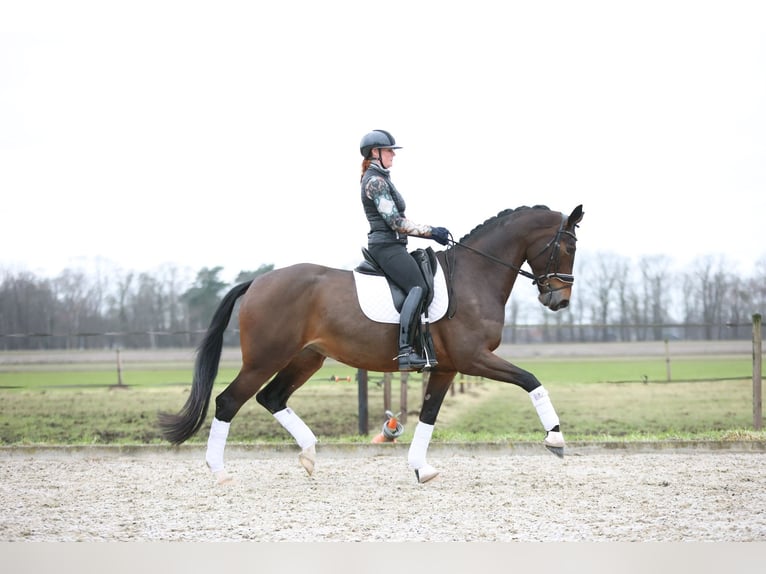 KWPN Mare 8 years 17 hh Bay-Dark in Haaksbergen