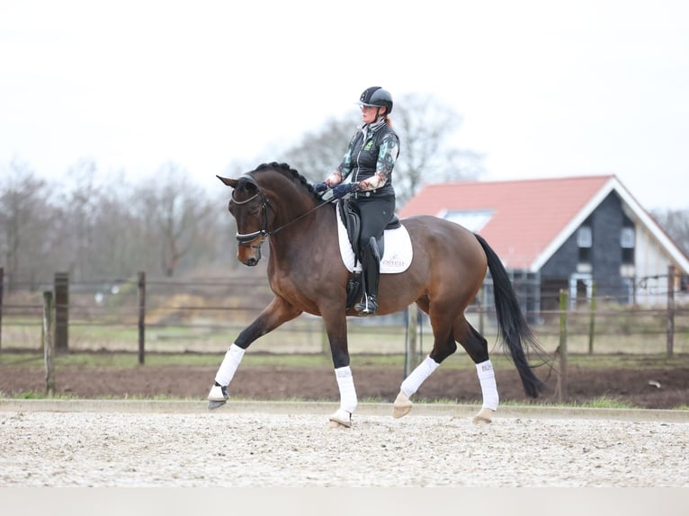 KWPN Mare 8 years 17 hh Bay-Dark in Haaksbergen