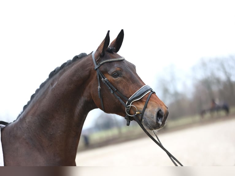KWPN Mare 8 years 17 hh Bay-Dark in Haaksbergen