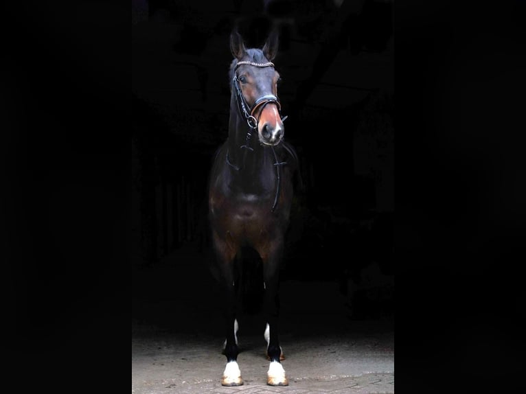 KWPN Mare 8 years 17 hh Bay-Dark in Hulten