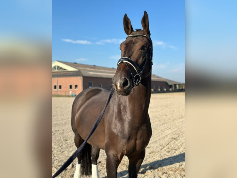 KWPN Mare 8 years 17 hh Bay-Dark in Hulten