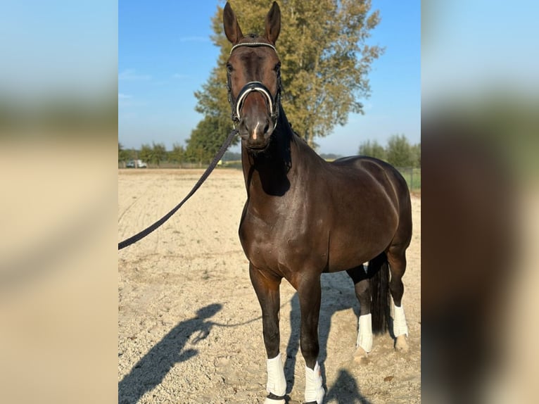 KWPN Mare 8 years 17 hh Bay-Dark in Hulten