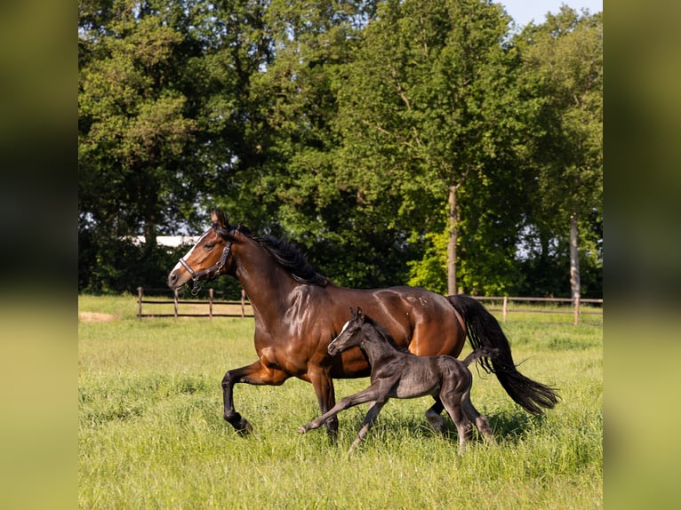 KWPN Mare 8 years 17 hh Brown in Wezup