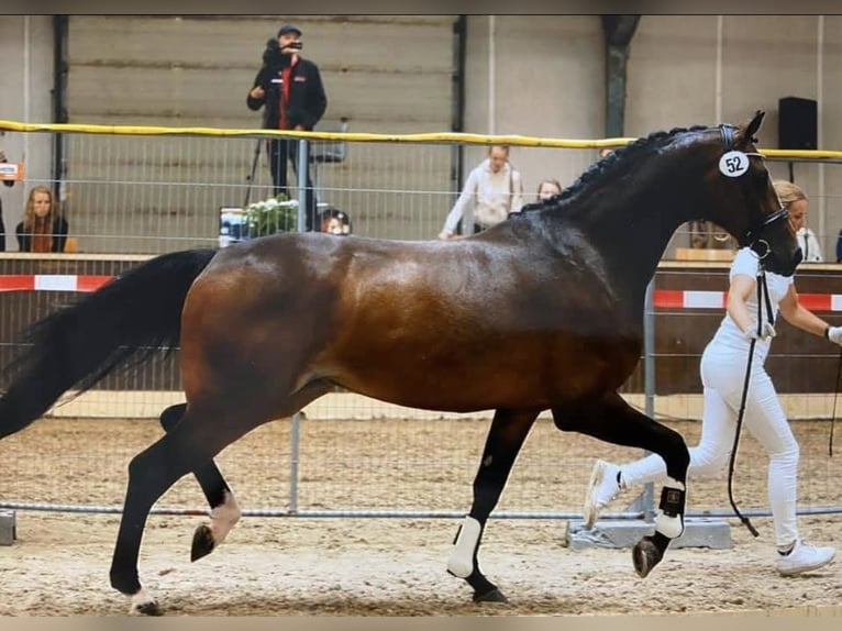 KWPN Mare 8 years 17 hh Brown in Wezup