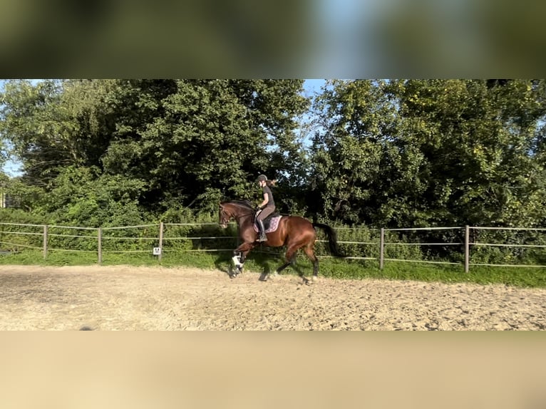 KWPN Mare 8 years 17 hh Brown in Hünxe