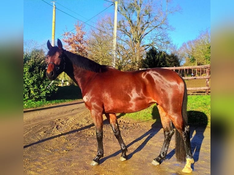 KWPN Mare 8 years 17 hh Brown in Cognac