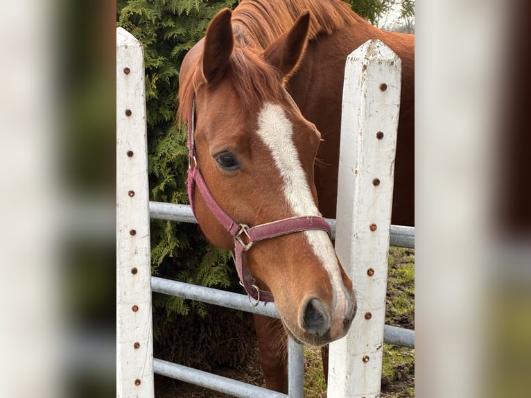 KWPN Mare 8 years 17 hh Chestnut-Red in Noordscheschut