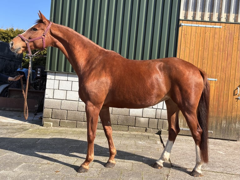 KWPN Mare 8 years 17 hh Chestnut-Red in Noordscheschut