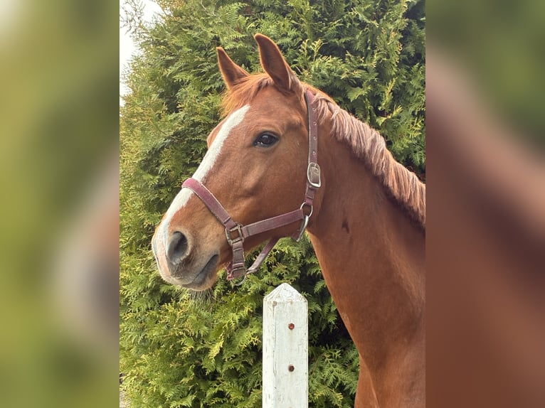 KWPN Mare 8 years 17 hh Chestnut-Red in Noordscheschut