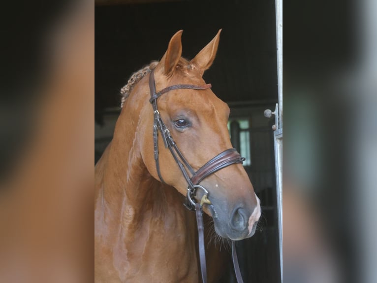 KWPN Mare 8 years 17 hh Chestnut-Red in Geratskirchen