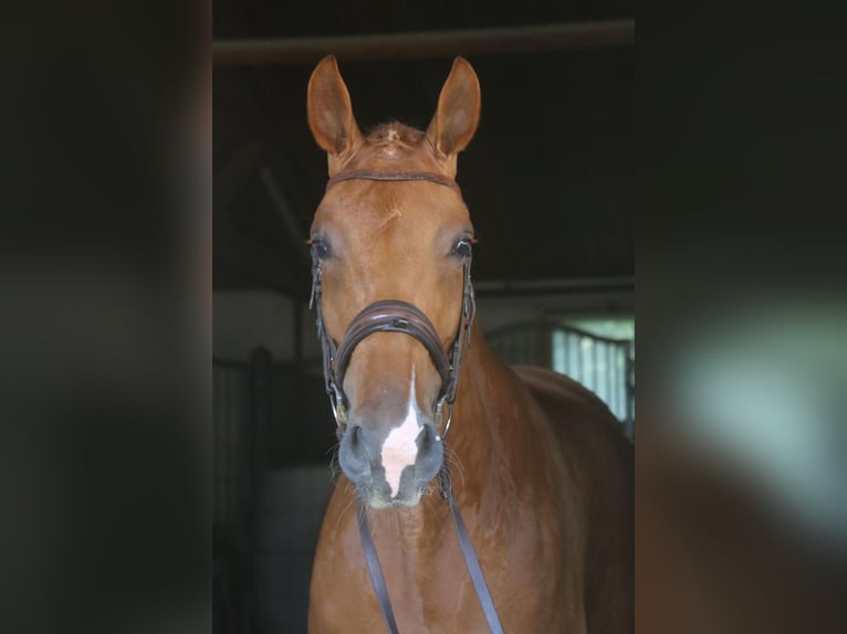 KWPN Mare 8 years 17 hh Chestnut-Red in Geratskirchen