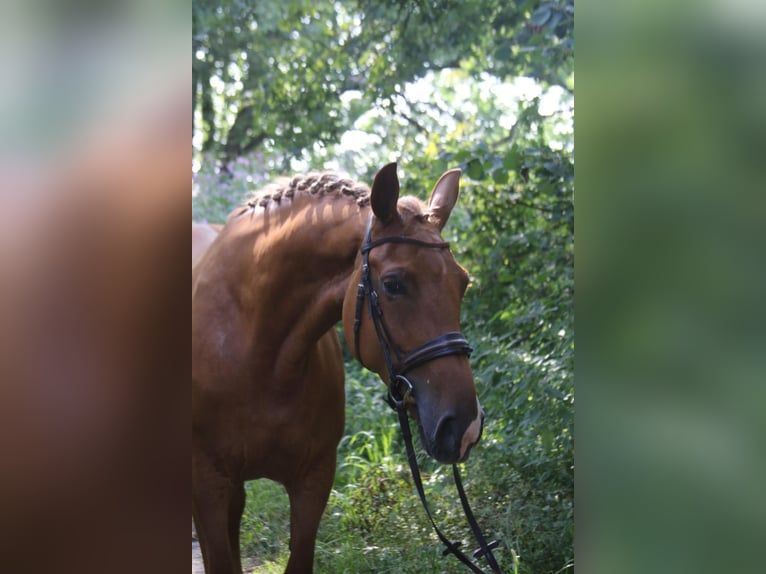 KWPN Mare 8 years 17 hh Chestnut-Red in Geratskirchen