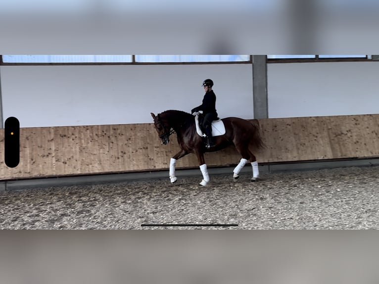 KWPN Mare 8 years 17 hh in Neu&#xF6;tting
